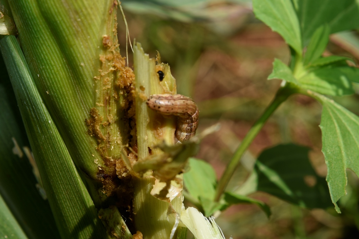 thumbnail of  Study: agroecological approaches effective against invasive Fall Armyworm