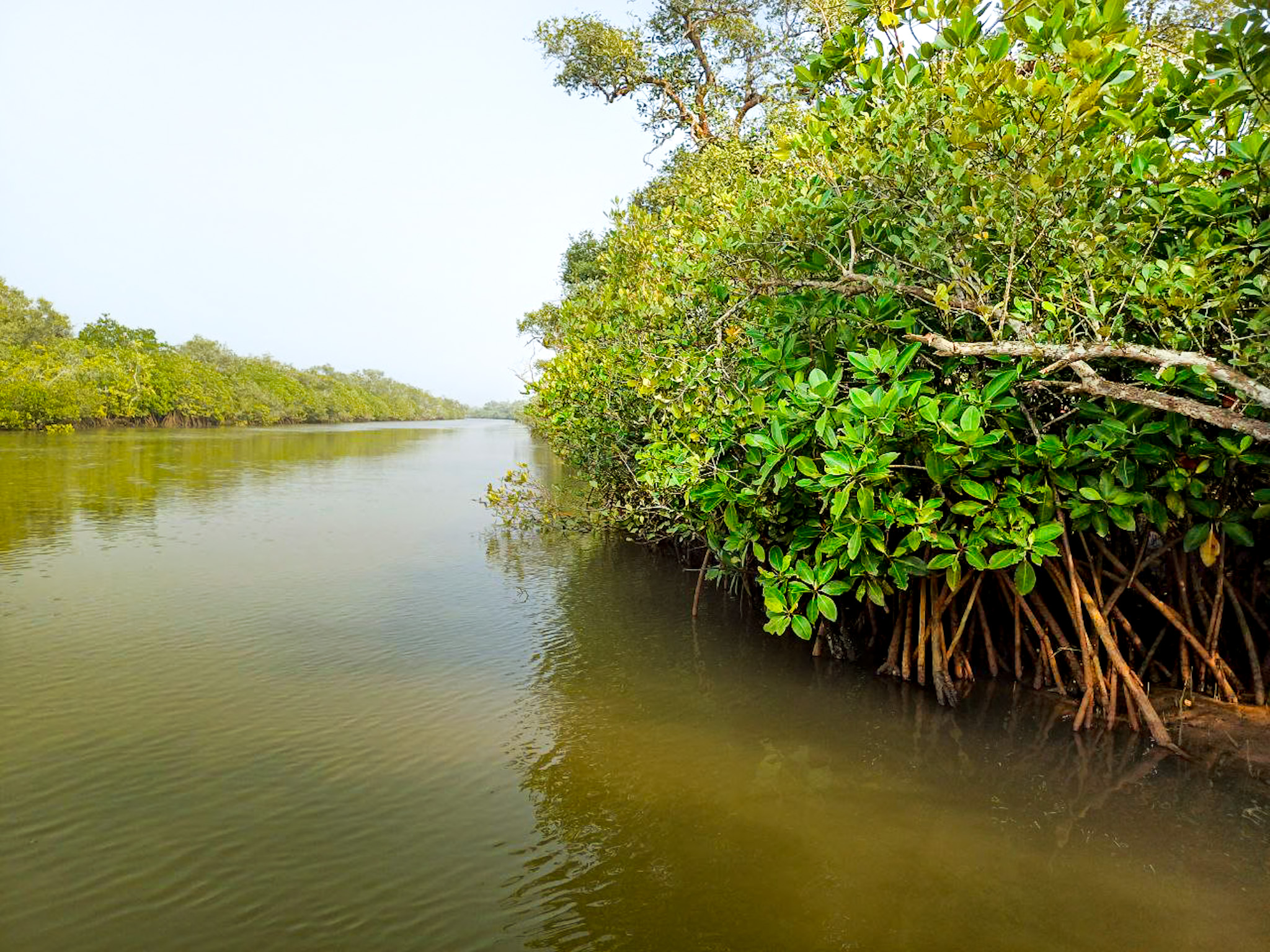 thumbnail of  On-ground monitoring set to shore up mangrove resilience in Coringa Wildlife Sanctuary