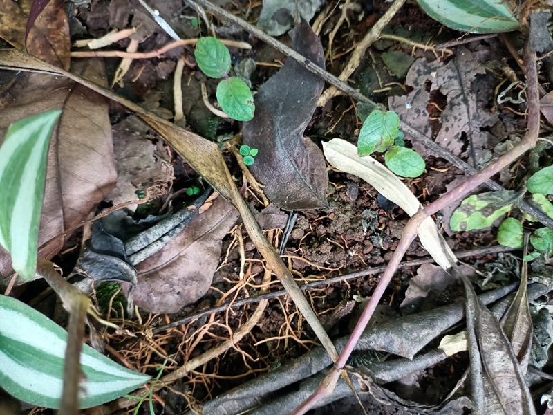 thumbnail of  Embrace the Earth: soil health is the foundation of sustainable food systems