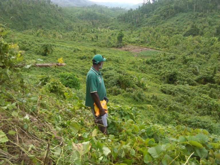 thumbnail of  From Jamaica to Togo to Vanuatu, agroforestry to help countries prevent climate breakdown