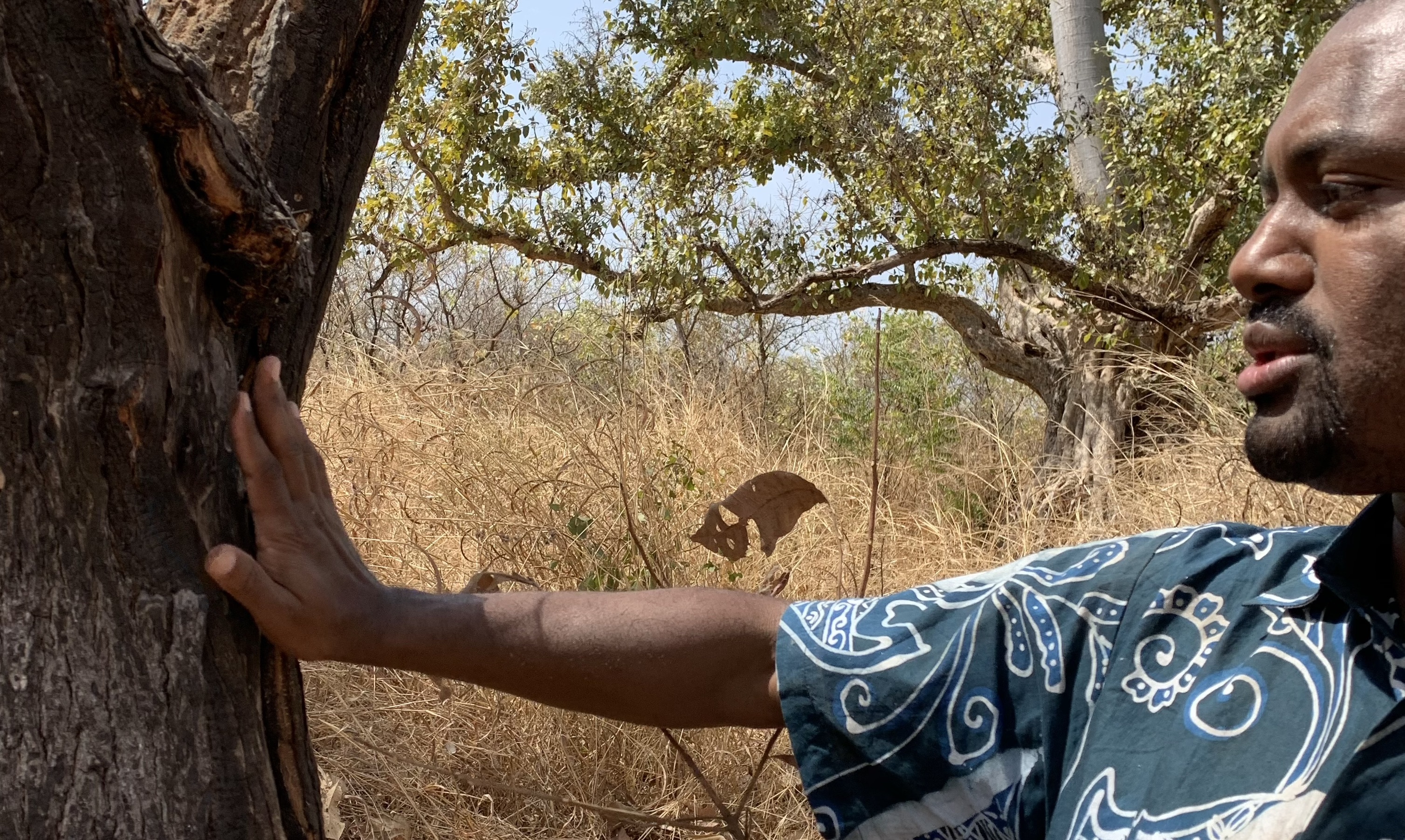 thumbnail of  In The Gambia, controlling wild fire offers nature-based solution to diminishing wild food and hungry monkeys