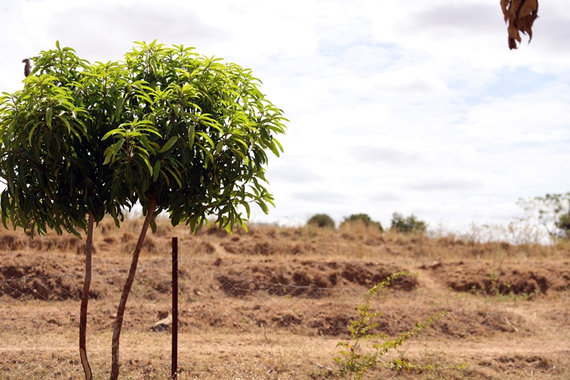 thumbnail of  Dryland agroforestry promises greener future for Kenyan farmers