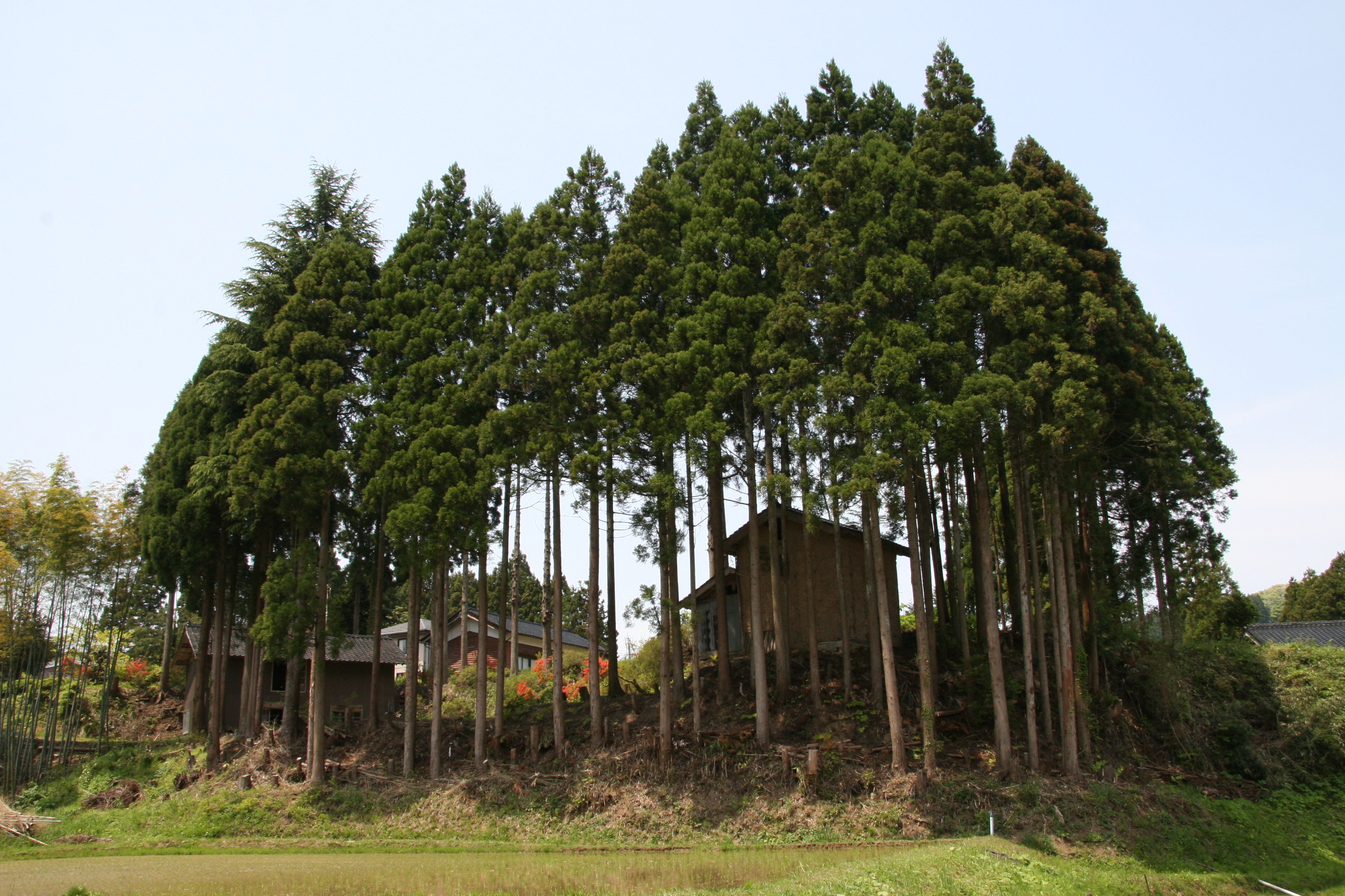 thumbnail of  Tokyo strives to build resilience with city trees and healthy farmlands around it
