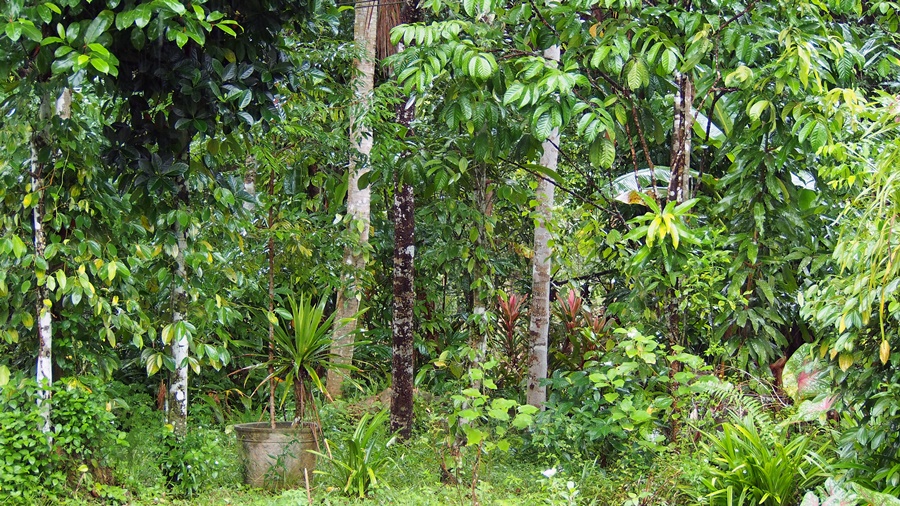 thumbnail of  PODCAST: Trees, trees, trees: critical for biodiversity on land