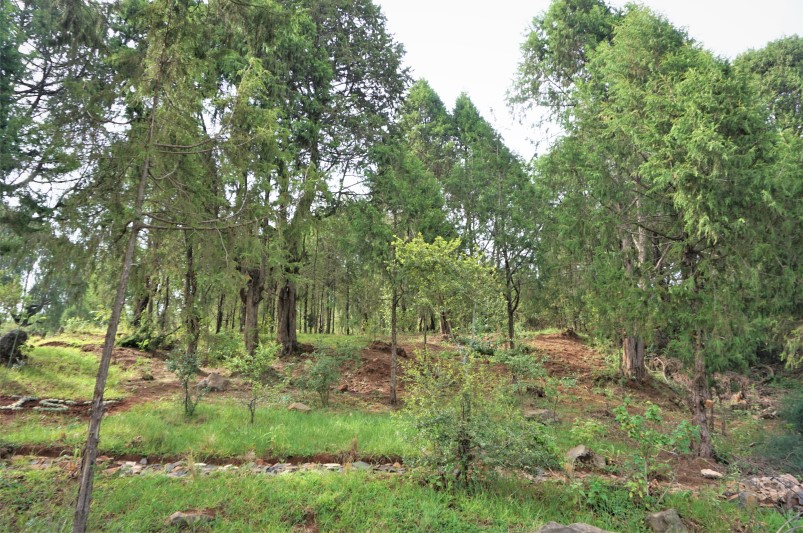 thumbnail of  Conserving Juniperus procera in Ethiopia