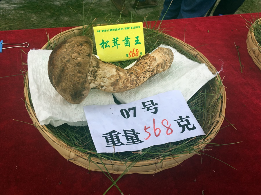 thumbnail of  Unlocking the potential of forests: drawing lessons from Yunnan's mushroom trade in Southeast Asia