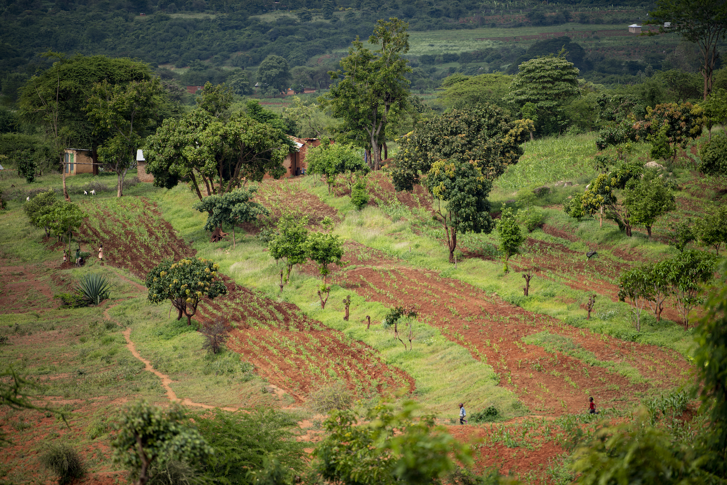 thumbnail of  Soil health critical for maintaining human health, biological diversity, researchers say