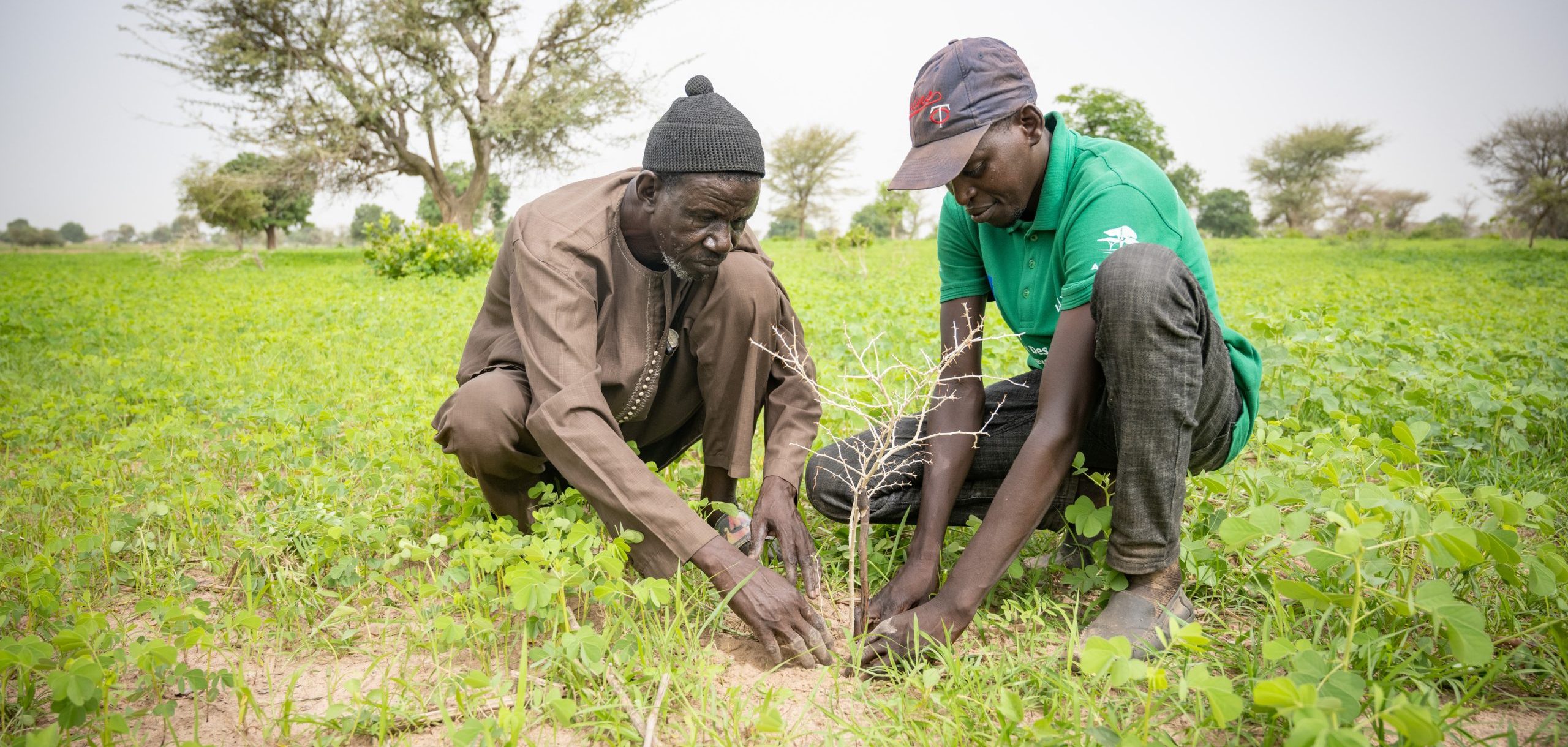 thumbnail of  From the ground up: Farmer-managed natural regeneration revives degraded lands in Africa