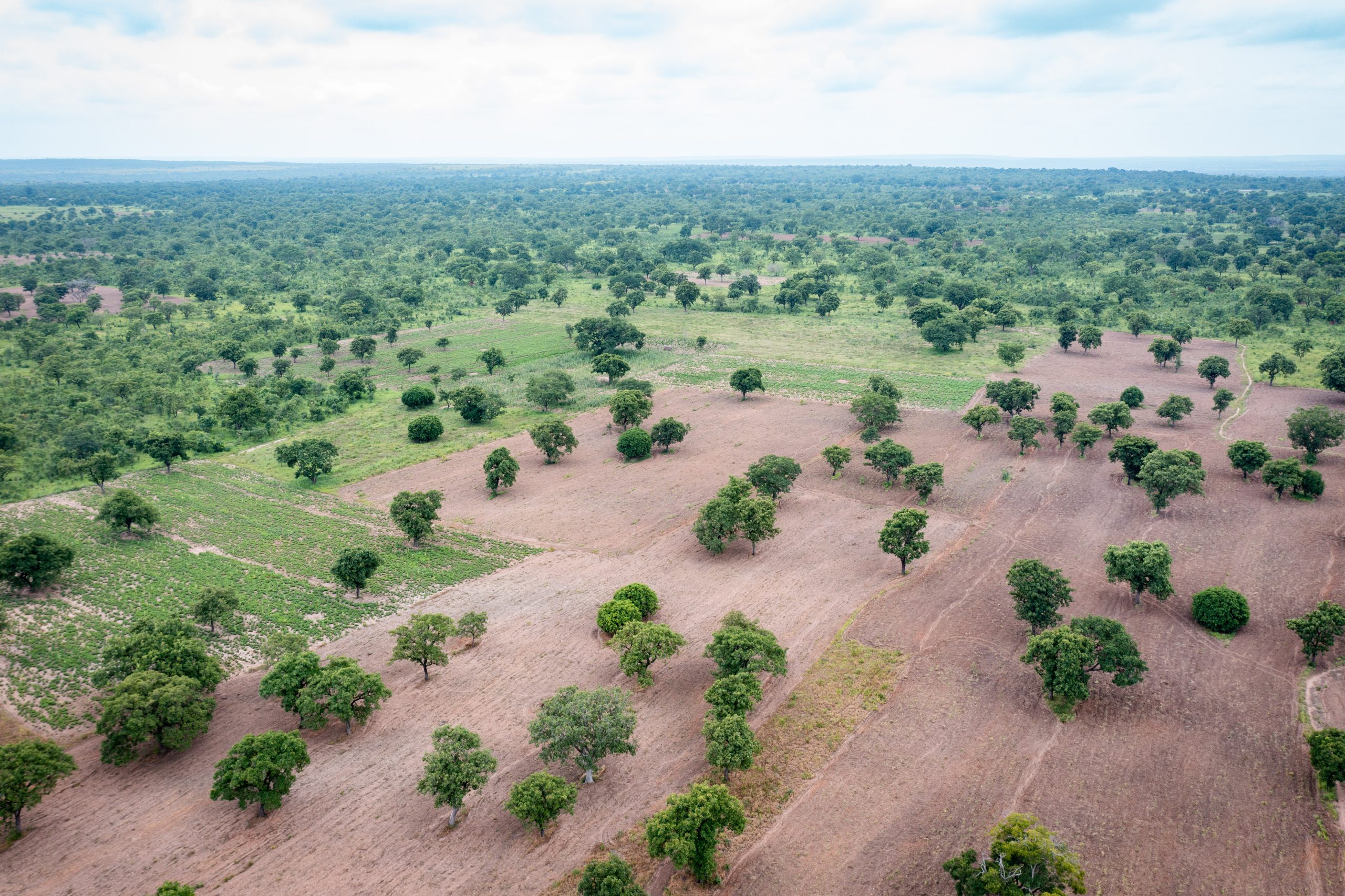 thumbnail of  Is ecosystem restoration sufficiently guided by evidence?