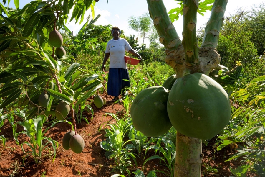 thumbnail of  Is an agroecological transition viable in Africa?