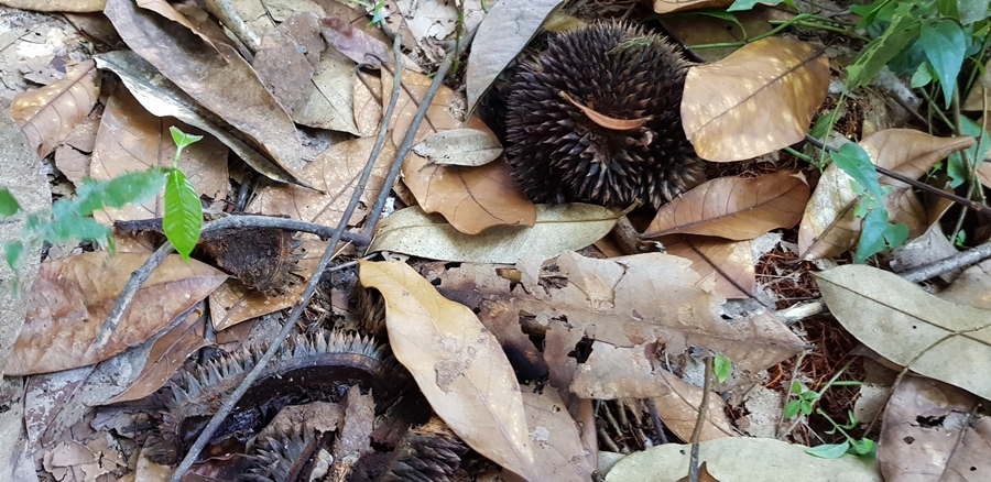thumbnail of  Kaleka agroforests protecting peatlands in Central Kalimantan, Indonesia