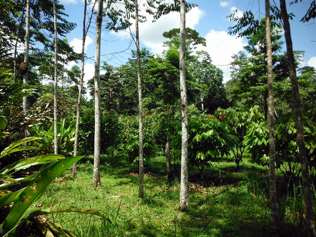thumbnail of  Peru’s forestry authorities set to improve agroforestry concessions