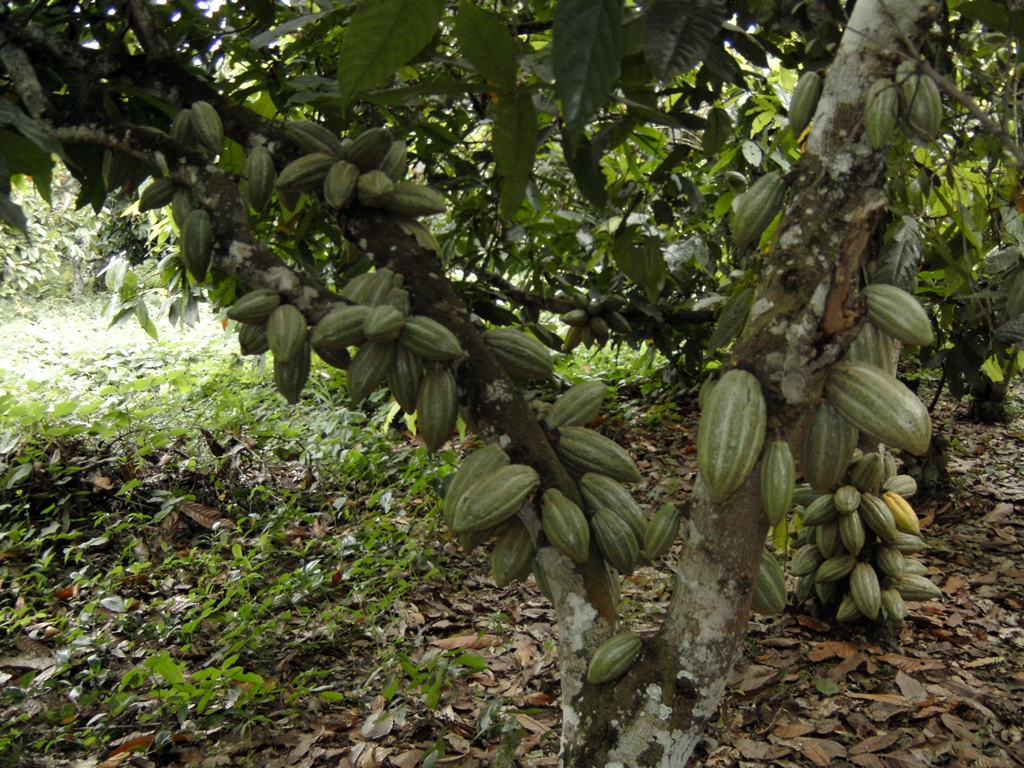 thumbnail of  “Mercedes” cacao: optimally driving recovery of Côte d’Ivoire’s chocolate sector?