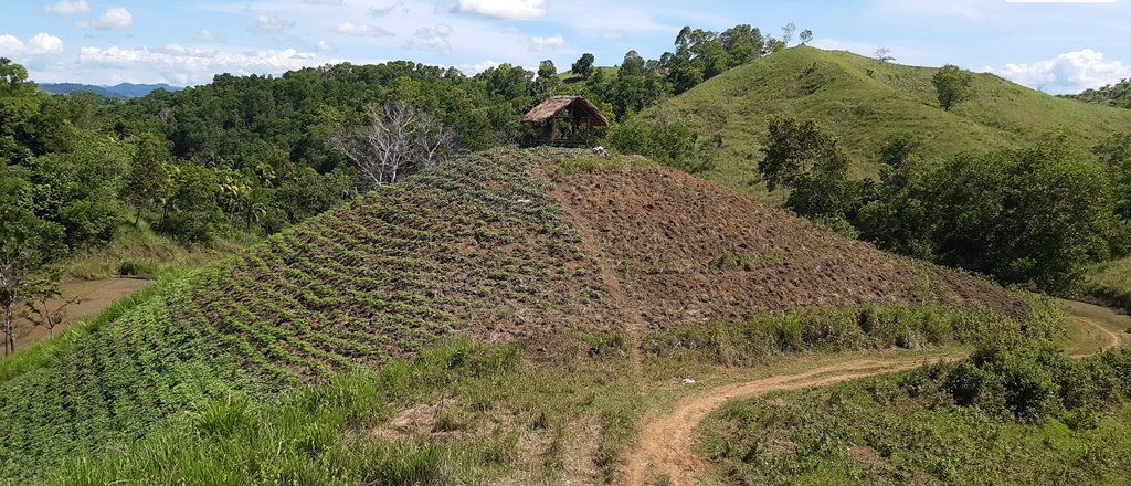 thumbnail of  Farming is risky but insurance can help