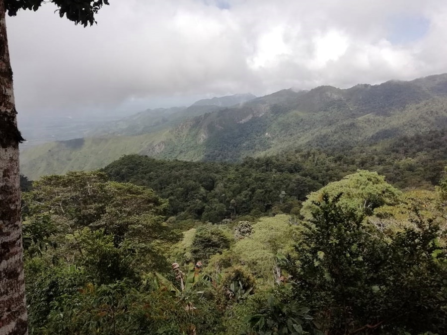 thumbnail of  Trees on farms in Honduras: a chance for biodiversity