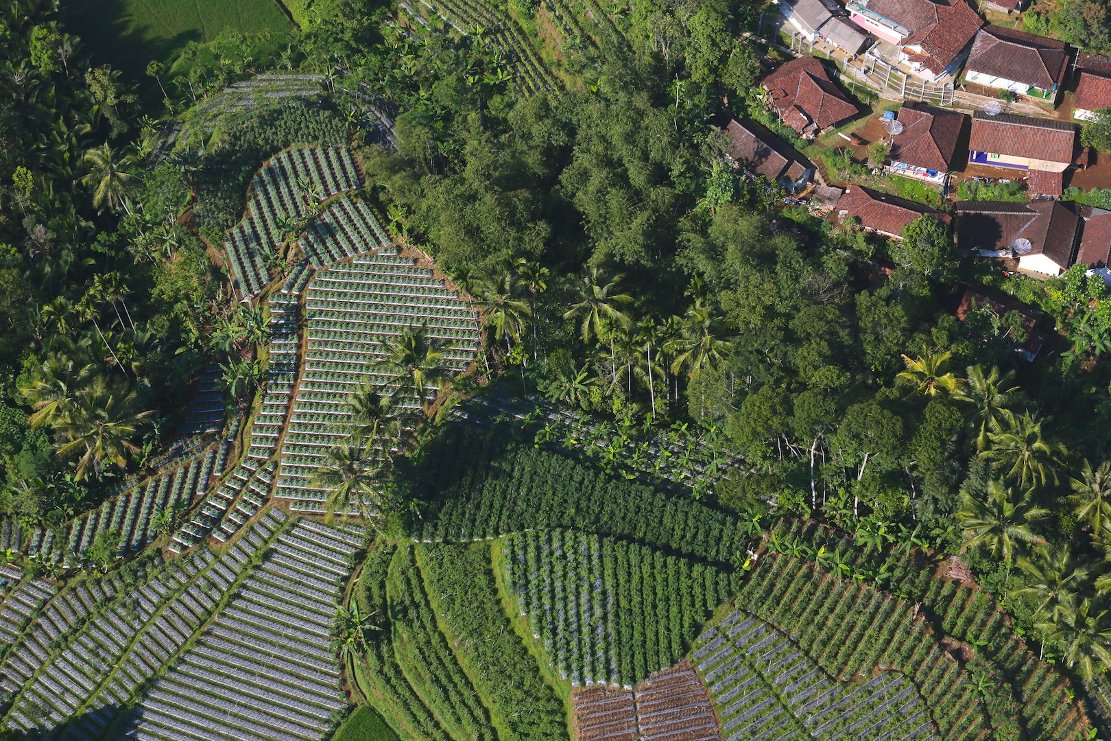 thumbnail of  Farms vs. forests? A more nuanced look at agrarian change