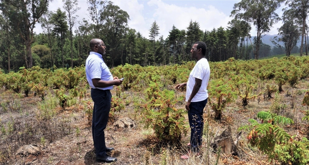 thumbnail of  Demand for CIFOR-ICRAF’s work is growing in Ethiopia