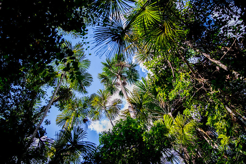 thumbnail of  Government regulation can improve environmental integrity of carbon credits: lessons from Peru