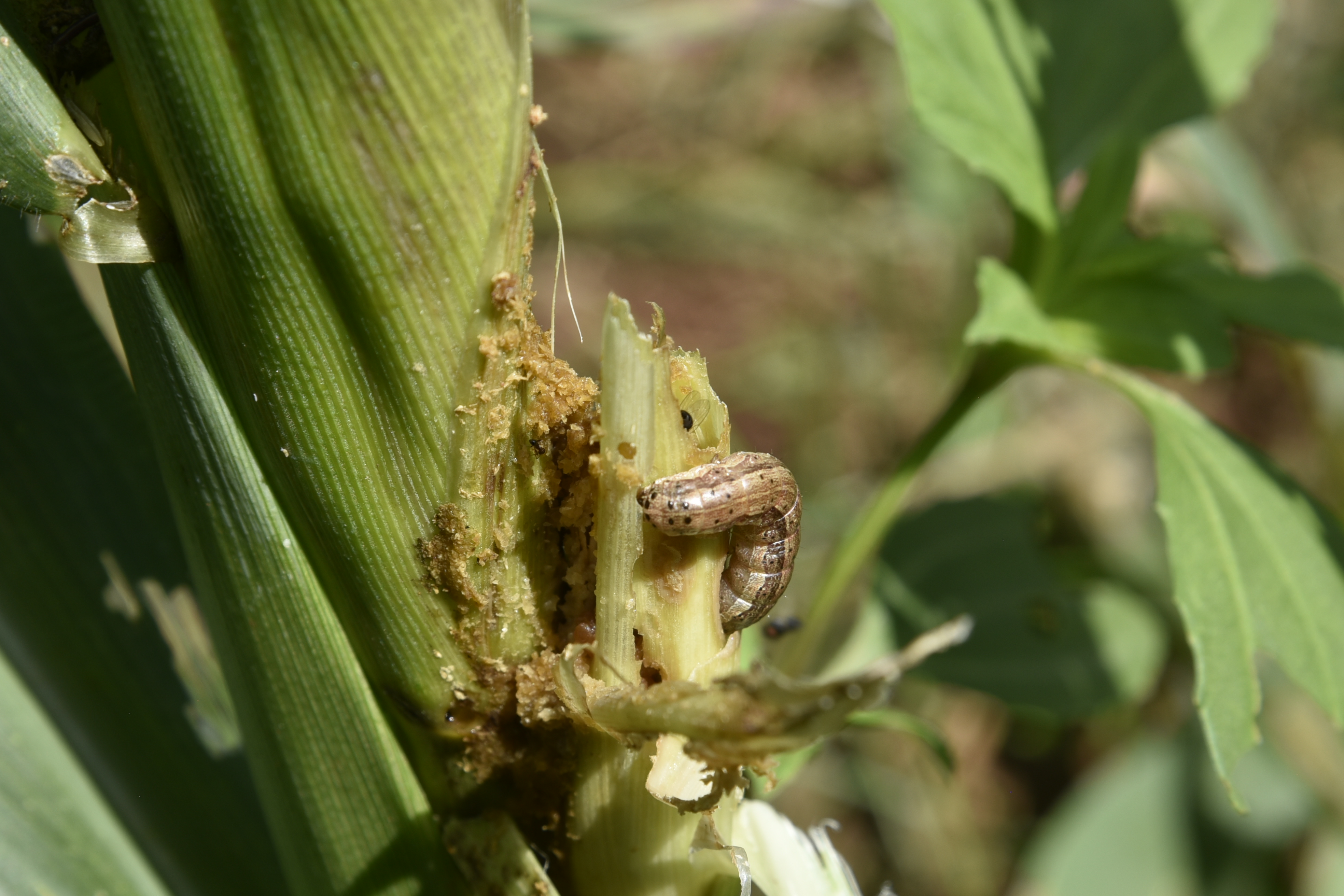 thumbnail of  Agroecological management of fall armyworm: Africa, South Asia and South America