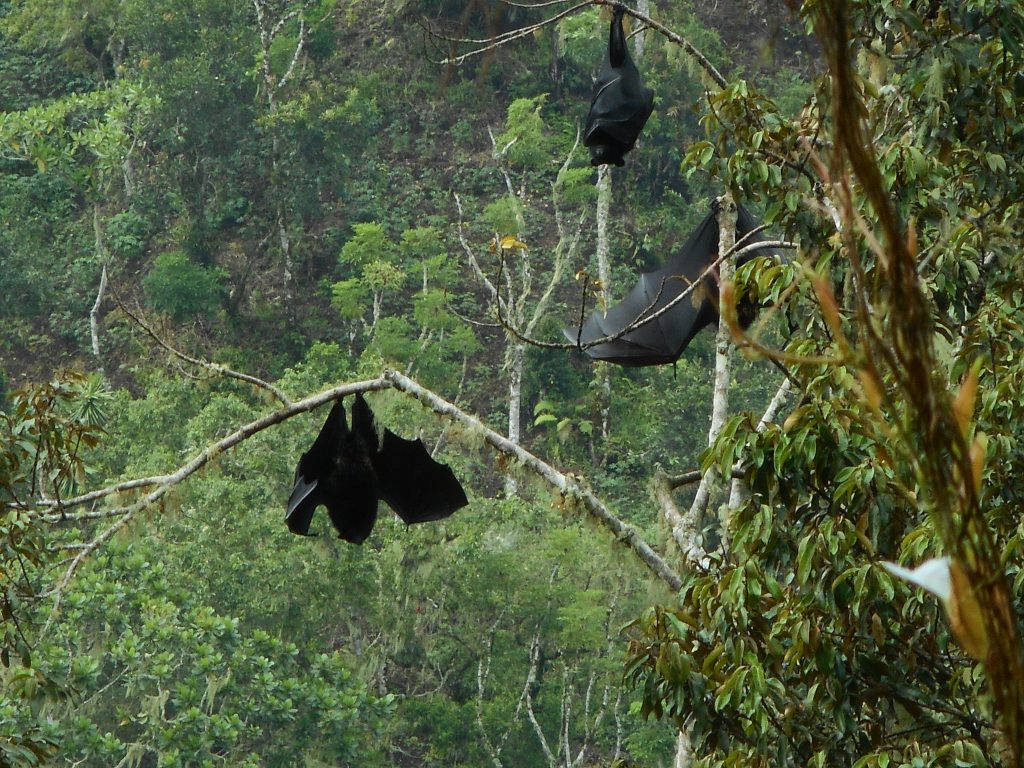 thumbnail of  Trees in the mist: domesticating local forest trees to restore the Comoros archipelago