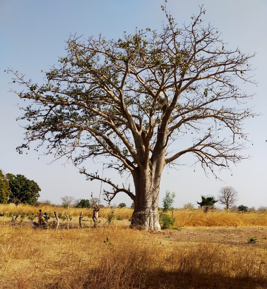 thumbnail of  Blueprint for resilience: The Gambia launches national agroforestry strategy