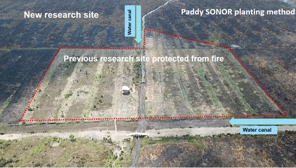 thumbnail of  More rice and no fire on degraded peatland in Indonesia