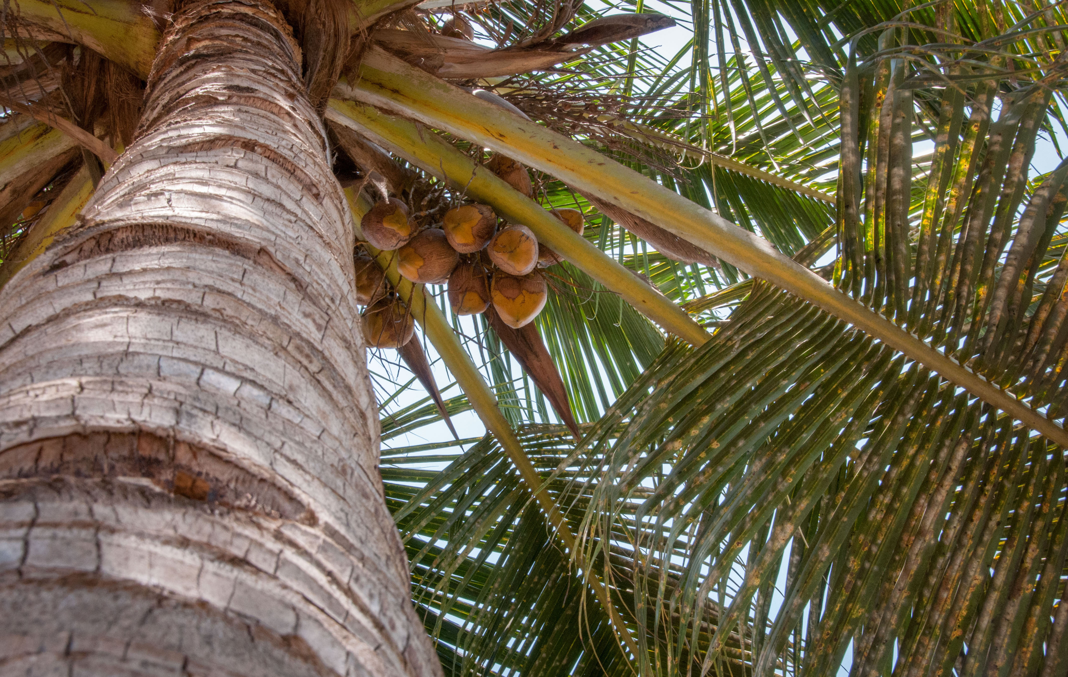 thumbnail of  Coconut bashing?