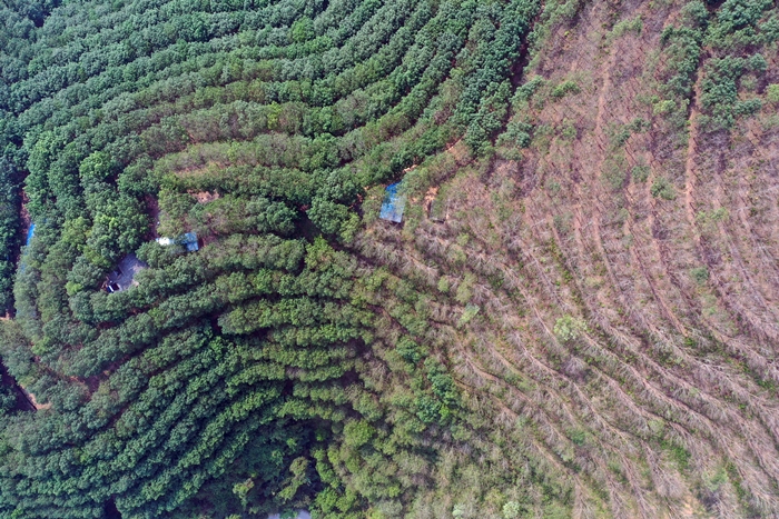 thumbnail of  FEATURE: The rise and fall of rubber: effects on women and livelihoods