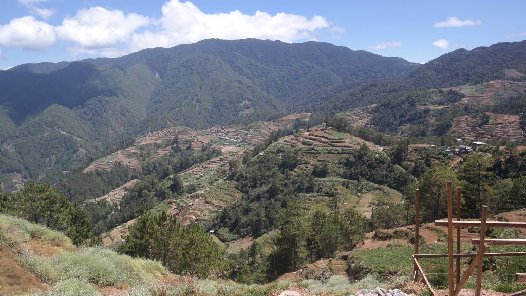 thumbnail of  Mobilizing youth for forestry development