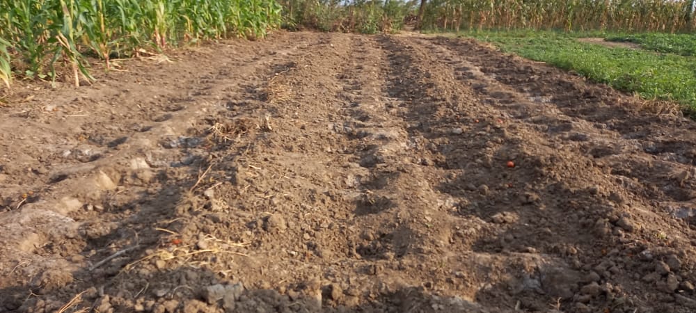 thumbnail of  Chololo pits bring plentiful harvests to farmers in Tanzanian drylands