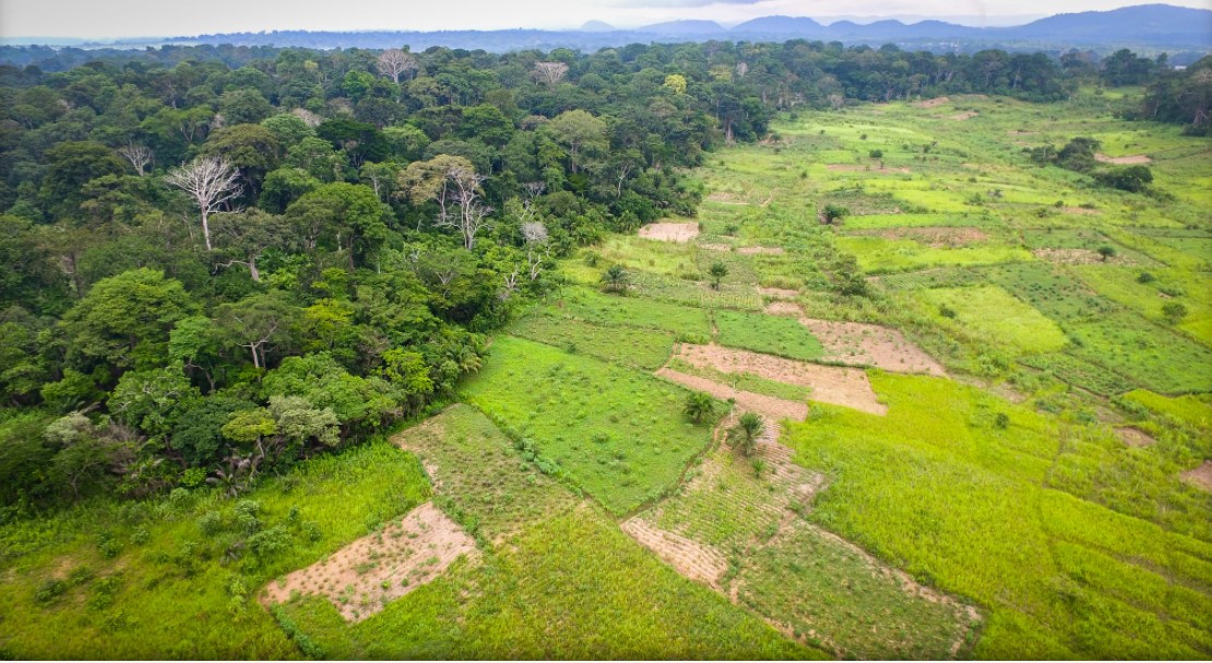 thumbnail of  Central Africa Humid Tropics Transect Sentinel Landscape: a stocktaking pilot study