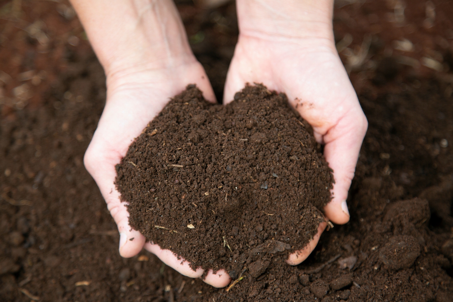 thumbnail of  Digging deeper on World Soil Day 2020