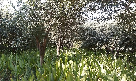 thumbnail of  FEATURE: Diverse agricultural landscapes for conservation of biodiversity and resilience of food systems