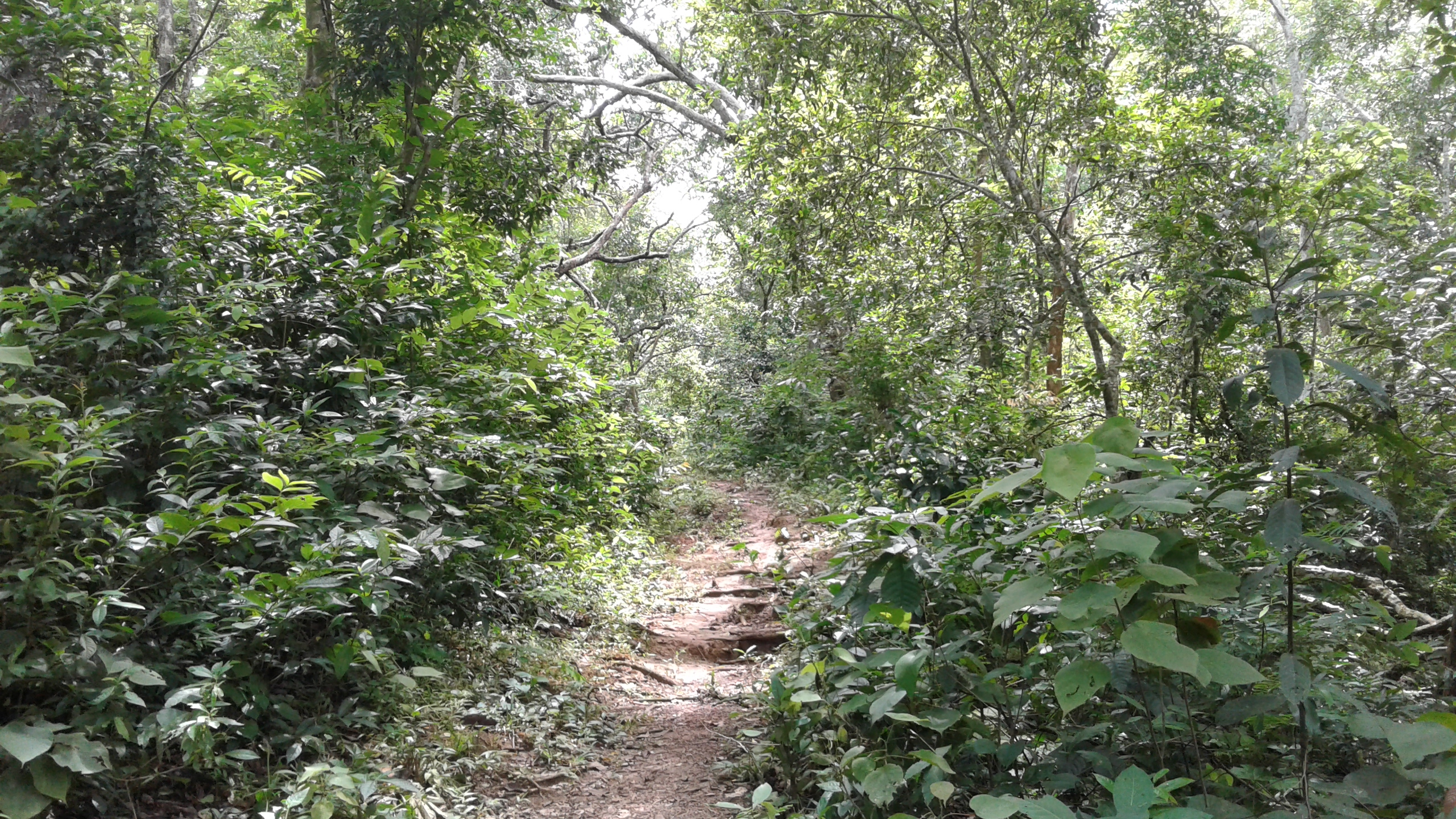 thumbnail of  Water is everywhere: oxygen signals in tree rings shows climate changes and the water cycle
