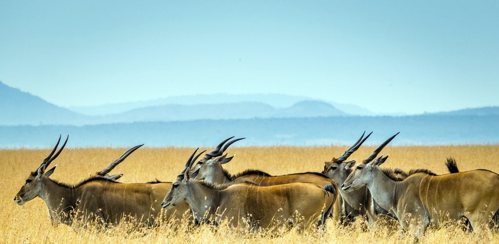 thumbnail of  Can multi-stakeholder platforms help stop the loss of biodiversity?