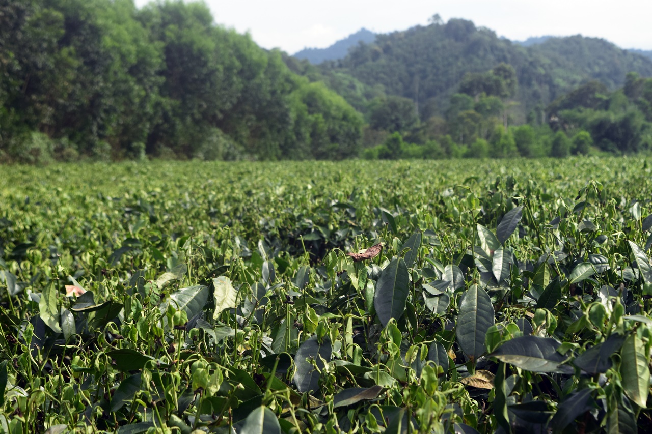thumbnail of  Piloting climate-smart agriculture for climate-change adaptation in Viet Nam
