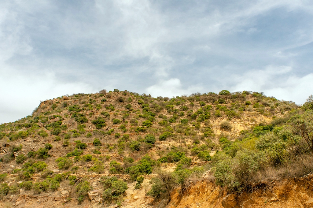 thumbnail of  How a community-led approach is regenerating the Sahel