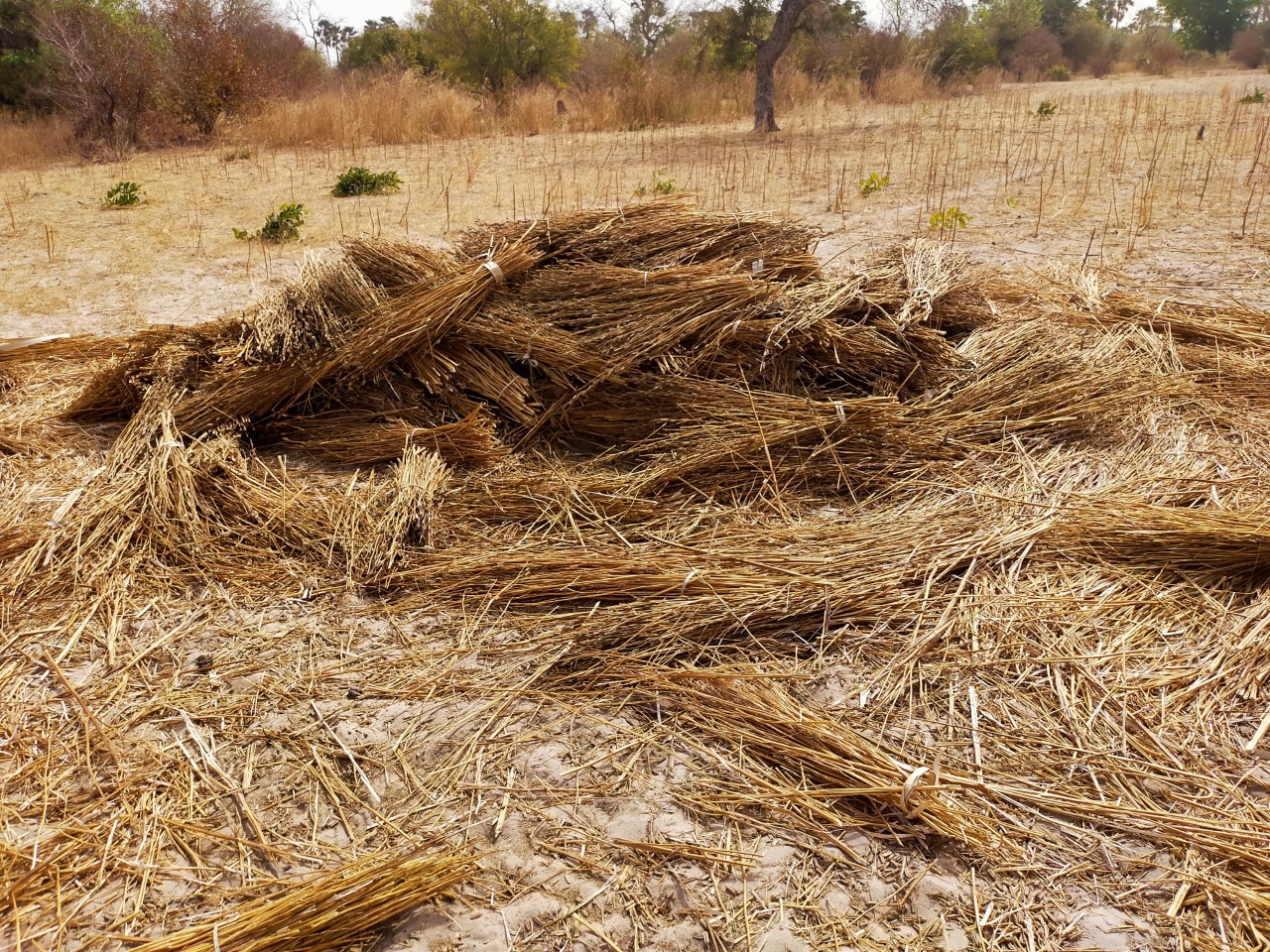 thumbnail of  Options for regenerative energy in Africa through ecosystem-based bioenergy