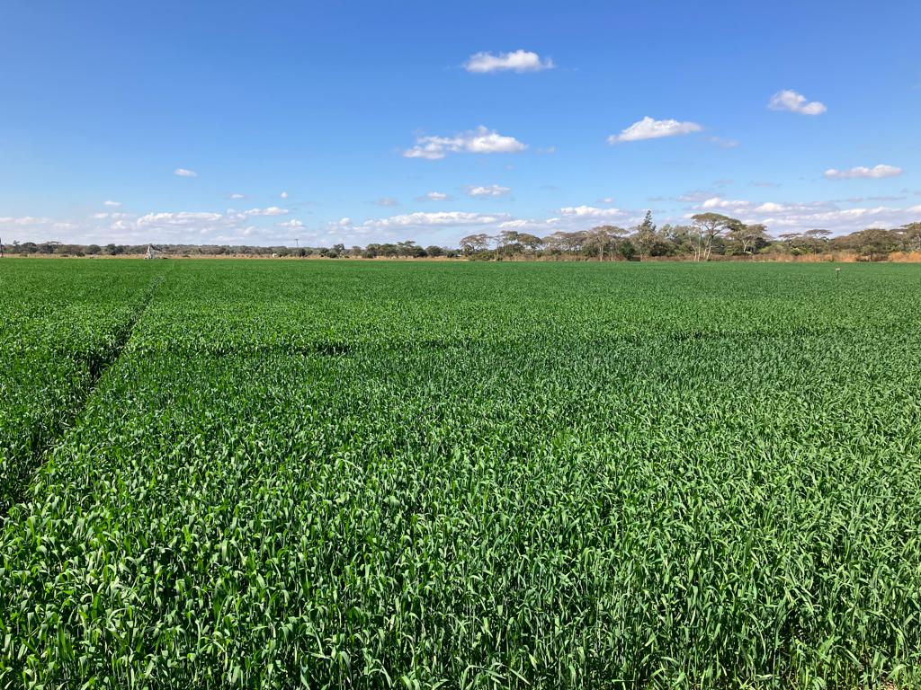 thumbnail of  Looking for money for rainfed agriculture in Africa