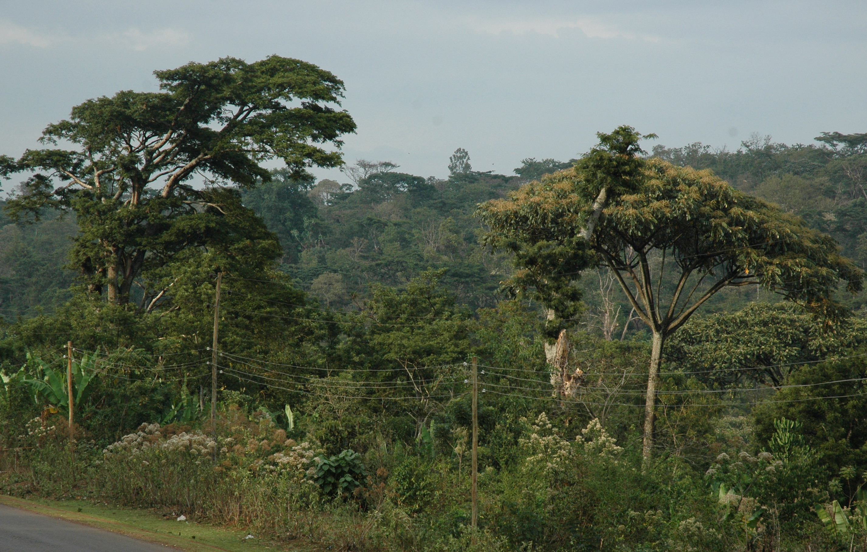 thumbnail of  Sacred forests and environmental protection among the Gedeo of Southern Ethiopia