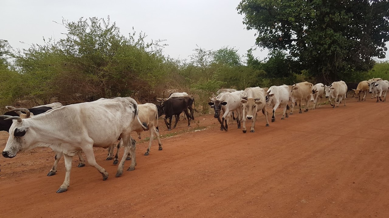 thumbnail of  Livestock and ecosystems in the Sahel: the good, the bad and the ugly