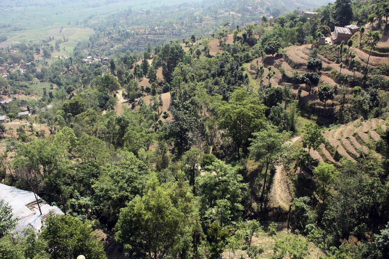 thumbnail of  An exceptional introduction to agroforestry
