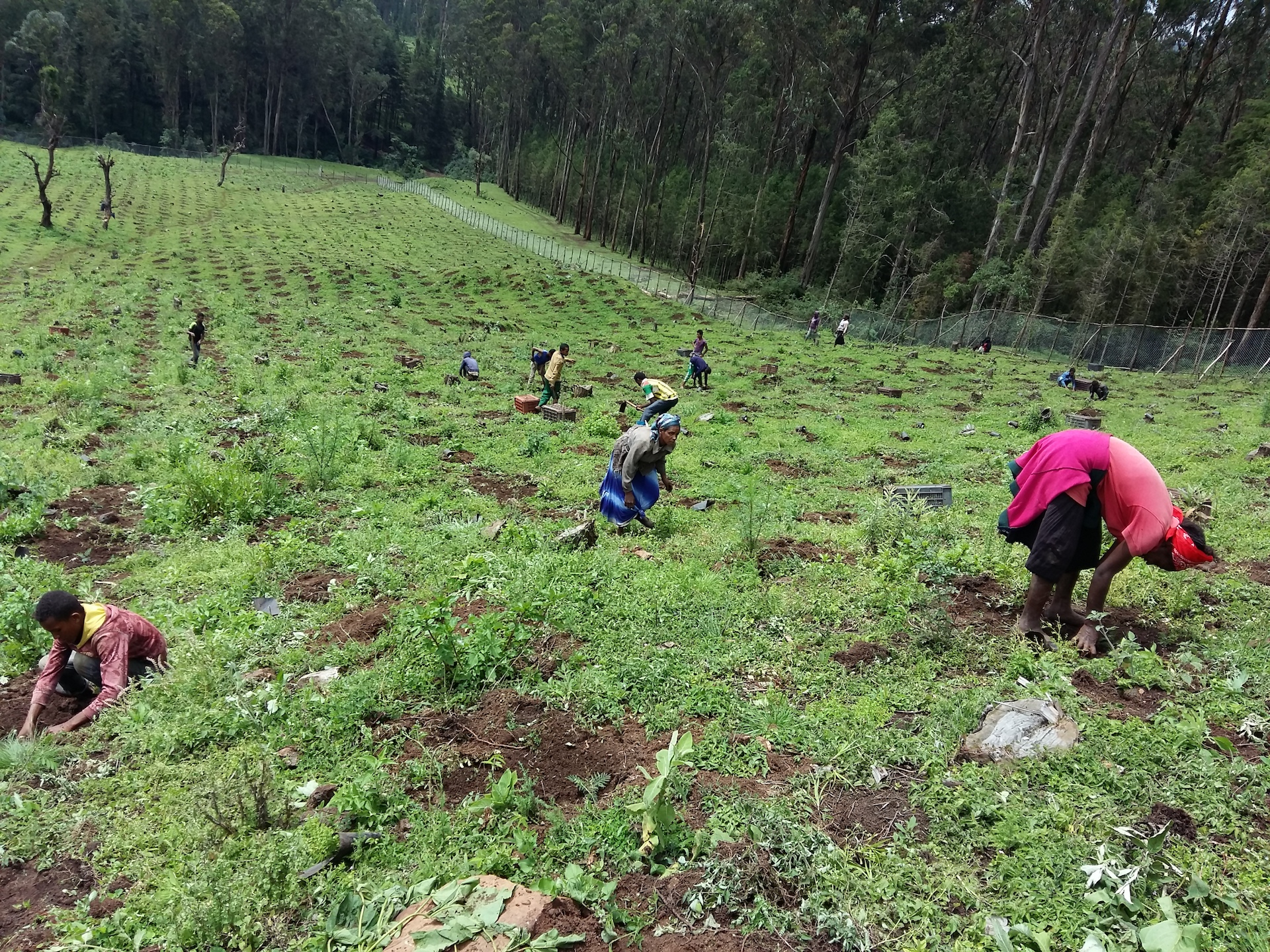 thumbnail of  How to plant lots of trees and keep them growing