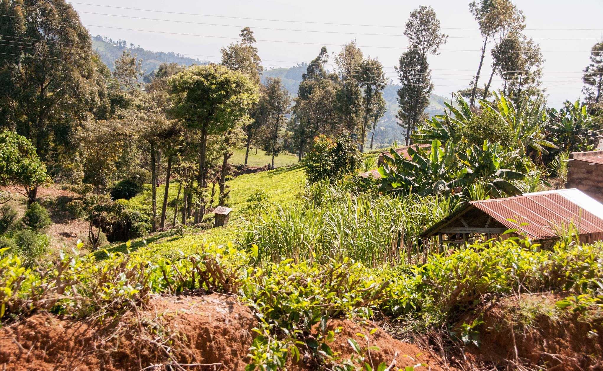 thumbnail of  New targets to protect biodiversity must include farmers and agriculture