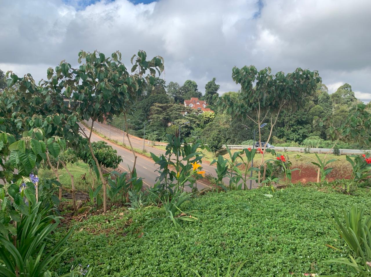 thumbnail of  Trees fuelling their own death in Kenya’s capital city: a circular bioeconomy could save them