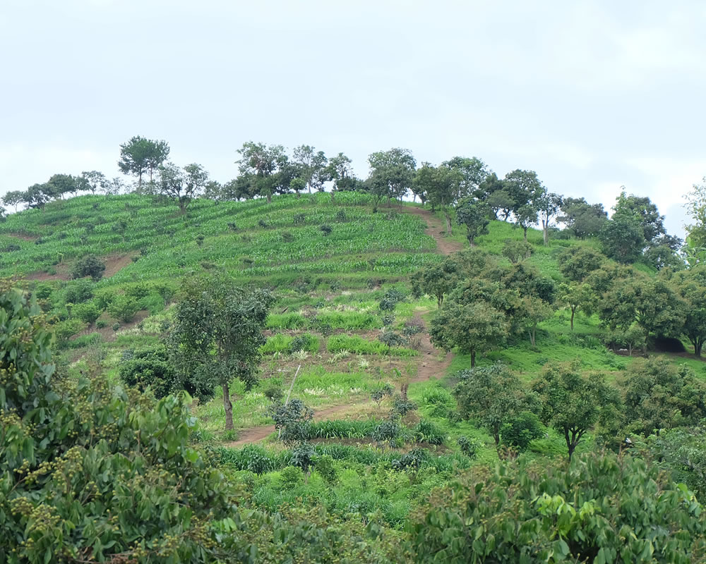 thumbnail of  Expert-assisted Decision Analysis supports agroforestry in Viet Nam