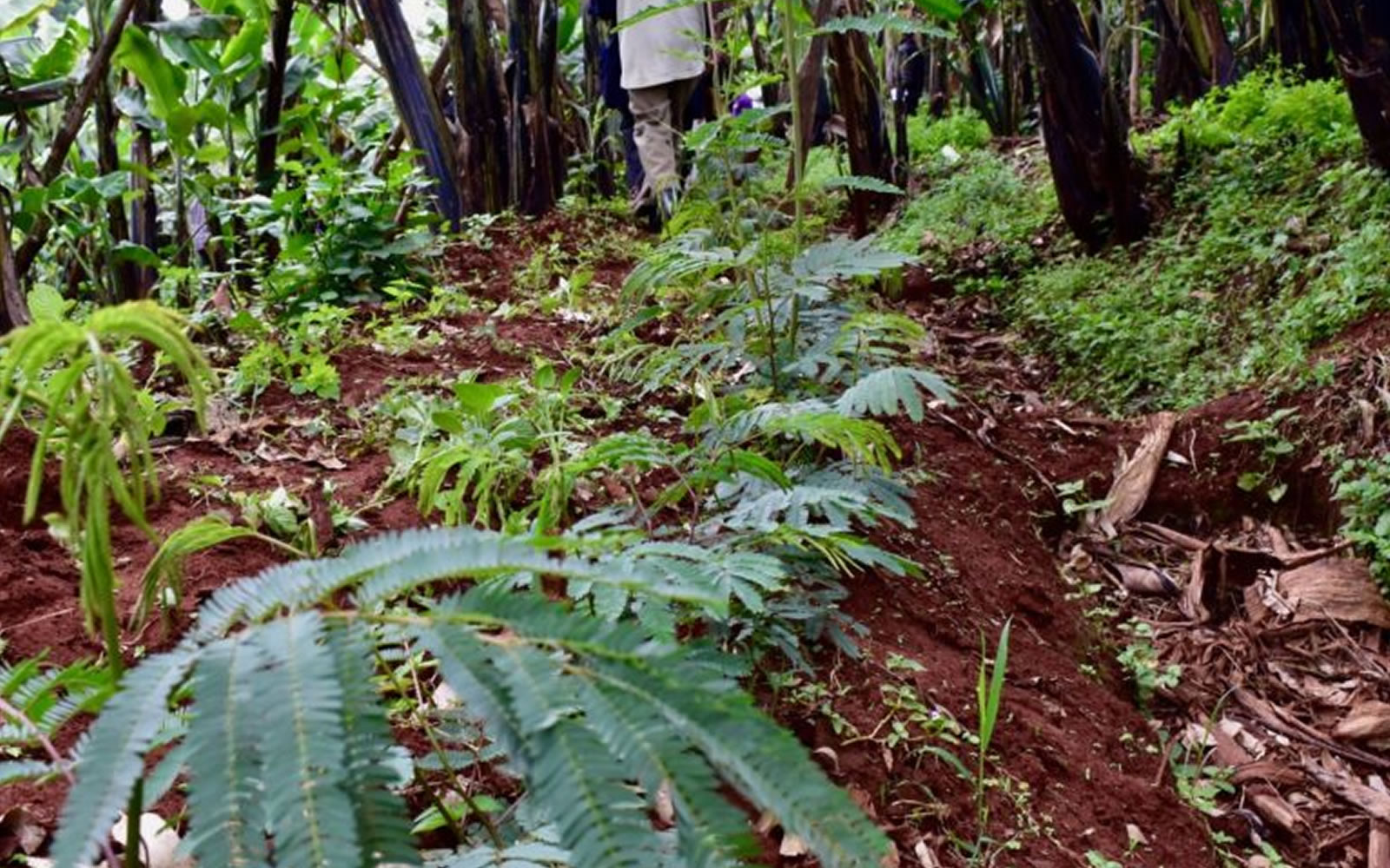 thumbnail of  Improving dairy production through agroforestry and innovation