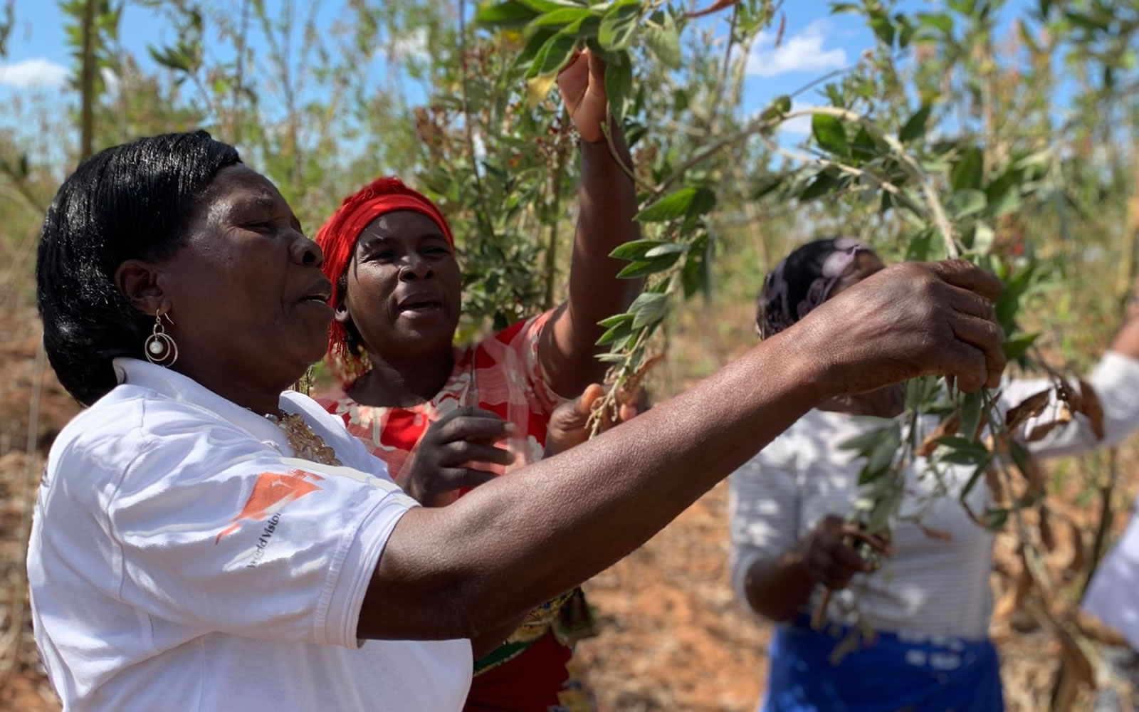 thumbnail of  ‘Income that surpasses the waiting’: in dire need of trees, Malawi tries woodlots, bees, bamboo