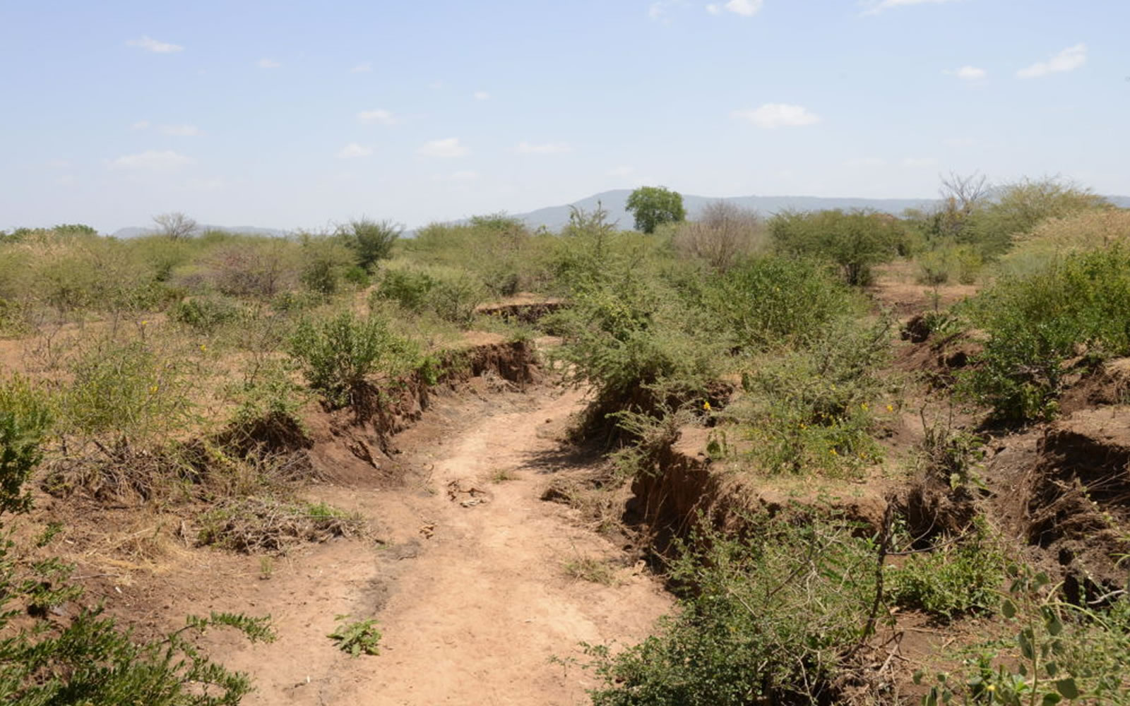 thumbnail of  Find out how farmers are restoring drylands in Kenya