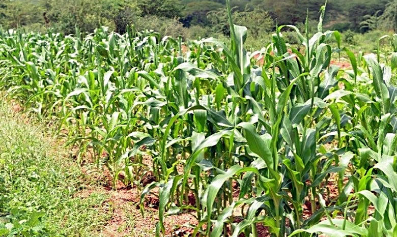 thumbnail of  OPINION: Investing in soil health key to closing the yield gaps